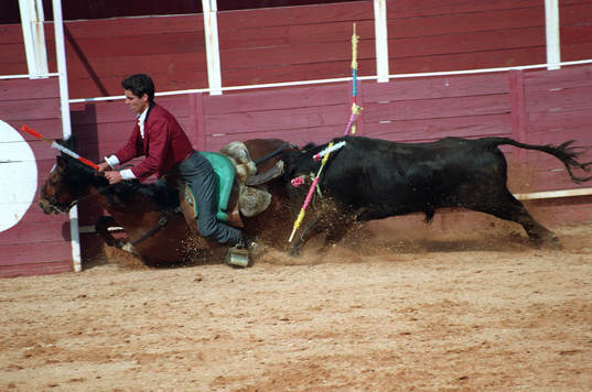 Djur, tjur, häst, tjurfäktning, matador, fall