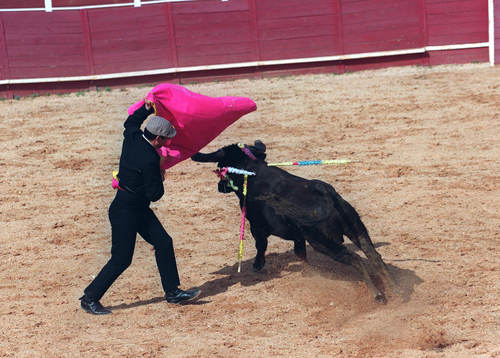 Djur, tjur, tjurfäktning, matador