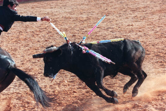 Djur, tjur, tjurfäktning, spjut, matador
