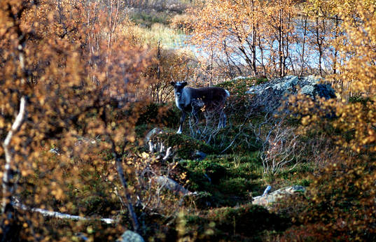 Fjällvärld, Lappland, ren