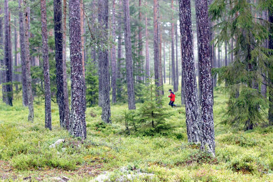 Orientering, O-ringen