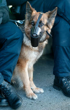 Hund, Polishund, Munkorg