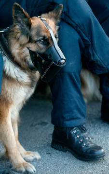 Hund, Polishund, Munkorg
