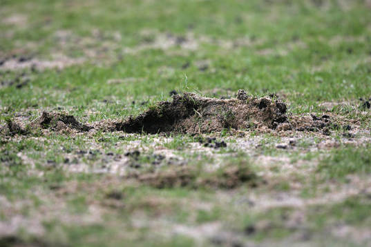 Usel, dålig gräsmatta med mycket sand