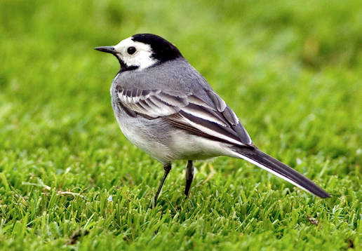 Fågel, sädesärla