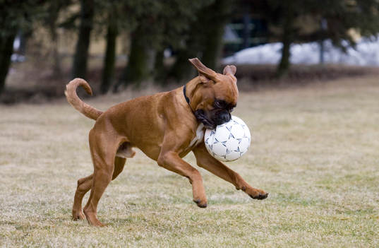 Fotboll, hund, boll, lek