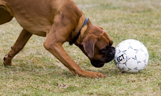 Fotboll, hund, boll, lek