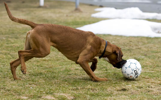 Fotboll, hund, boll, lek