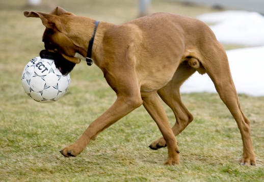 Fotboll, hund, boll, lek