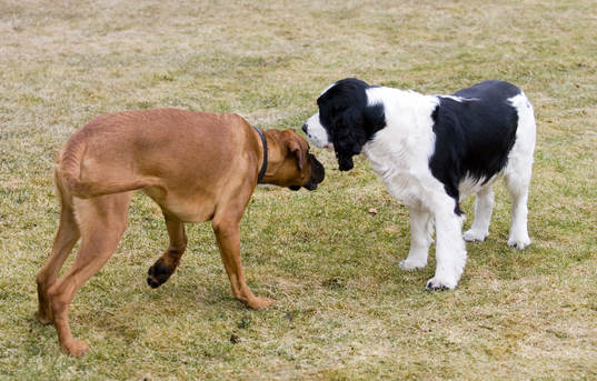 Fotboll, hund, hundar, boll, lek