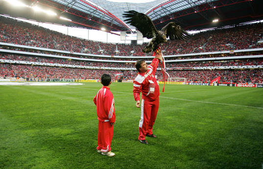 Benfica, maskot, örn, symbol, arena, stadion