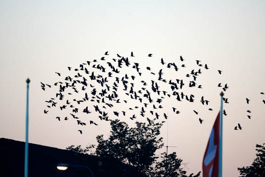 Fågel, fåglar, flock