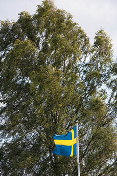 Flagga, svenska flaggan, skog, träd