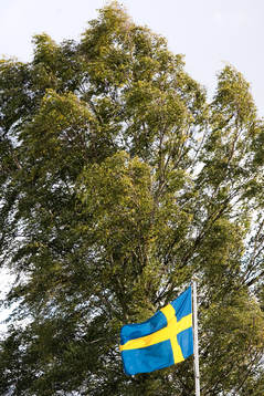 Flagga, svenska flaggan, skog, träd