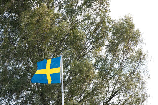 Flagga, svenska flaggan, skog, träd