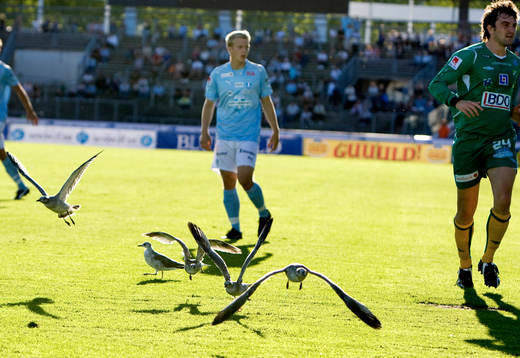 Fågel