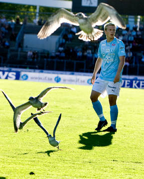 Fågel, Joakim Nilsson, Malmö