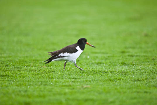 Fågel