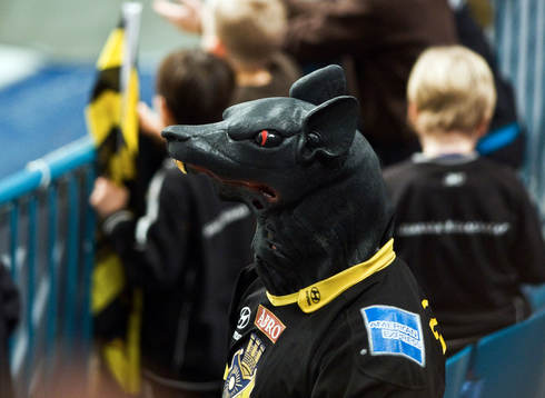 En riktig AIK råtta, supporter på läktaren  på Hovet