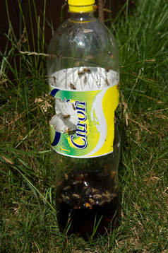 Steklar, Flygande ohyra invarderar Kviks Camping