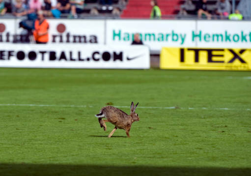 Hare på Söderstadion