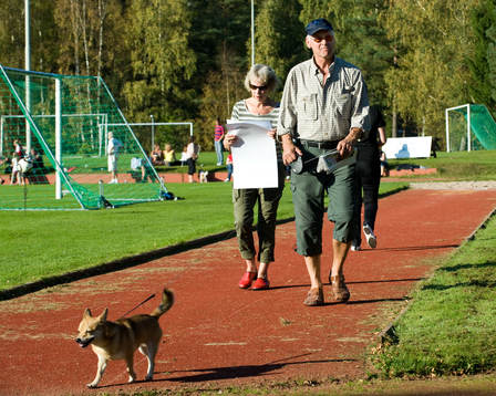 en liten promenad med hunden i pausen
