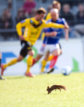 Bläddra bland fler bilder av Fotboll, allsvenskan, Mjällby - Åtvidaberg