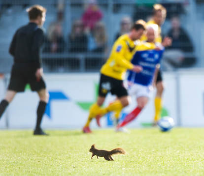 Ekorre på plan