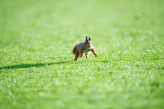 Ekorre på plan