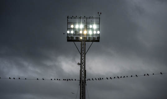 fåglar tittar på fotboll