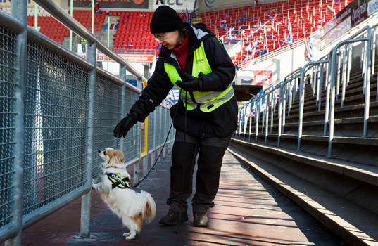 en mycket liten hund är tränad på att hitta pyroteknik