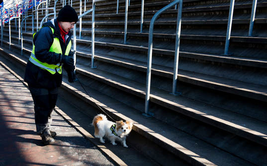 en mycket liten hund är tränad på att hitta pyroteknik