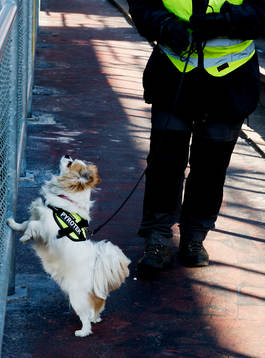 en mycket liten hund är tränad på att hitta pyroteknik