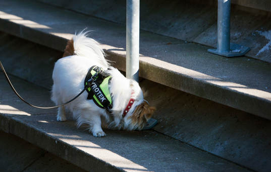 en mycket liten hund är tränad på att hitta pyroteknik