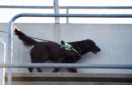 en hund är tränad på att hitta pyroteknik och söker av