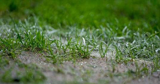 regn och lera på gräset