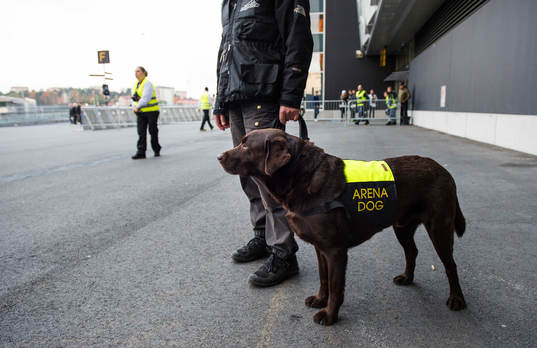 En hund tränad för att hitta bengaliska eldar