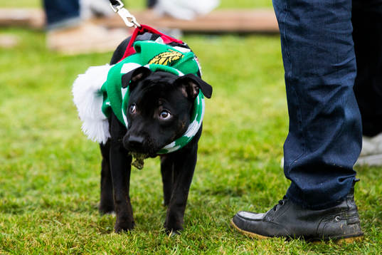En hund äter av gräsmattan när Hammarbys supportrar får