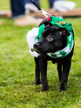 En hund äter av gräsmattan när Hammarbys supportrar får