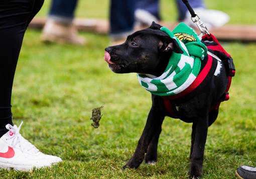 En hund äter av gräsmattan när Hammarbys supportrar får