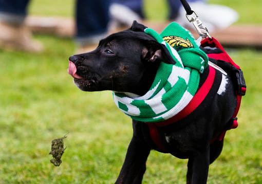 En hund äter av gräsmattan när Hammarbys supportrar får