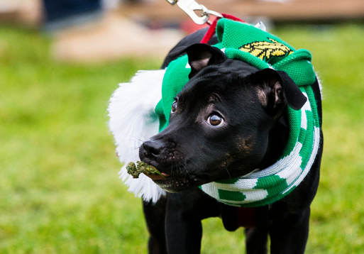 En hund äter av gräsmattan när Hammarbys supportrar får