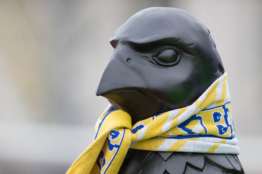 Falcon örnen
