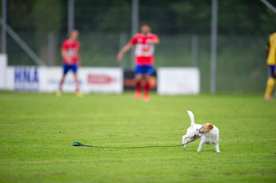 En hund slet sig loss och sprang ut på planen