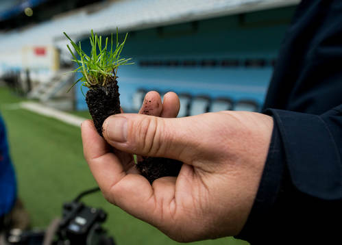 För att förbättra gräskvaliteten på Swedbank Stadion