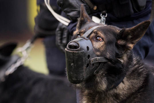 Polishundar på plats