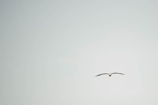 En mås flyger