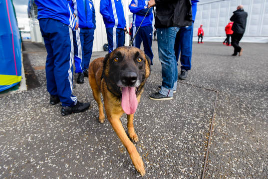 Bomdhund utanför Stade Geoffroy-Guichard före