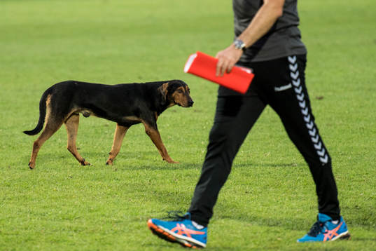 En hund inne på planen