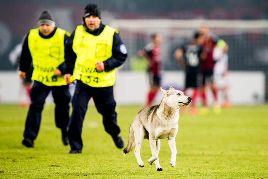 A street dog is being chased off the pitch